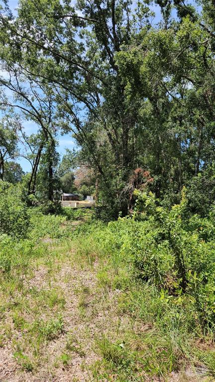 A wooded lot with tall trees and overgrown vegetation leading toward a distant building foundation — 7624 ANNO STREET, TAMPA, FL