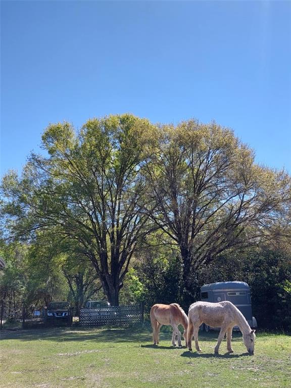 Two horses graze in a grassy field in front of two large trees and a trailer — 14016 N. HWY 301, THONOTOSASSA, FL