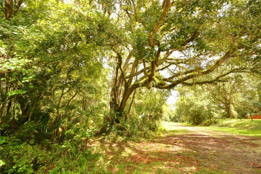 A large, moss-draped oak tree stands beside a dirt path in a wooded area — 2259 W WILDFLOWER COURT, DUNNELLON, FL