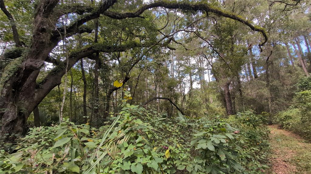 A wooded area with large trees, dense undergrowth, and a narrow dirt path — 2259 W WILDFLOWER COURT, DUNNELLON, FL