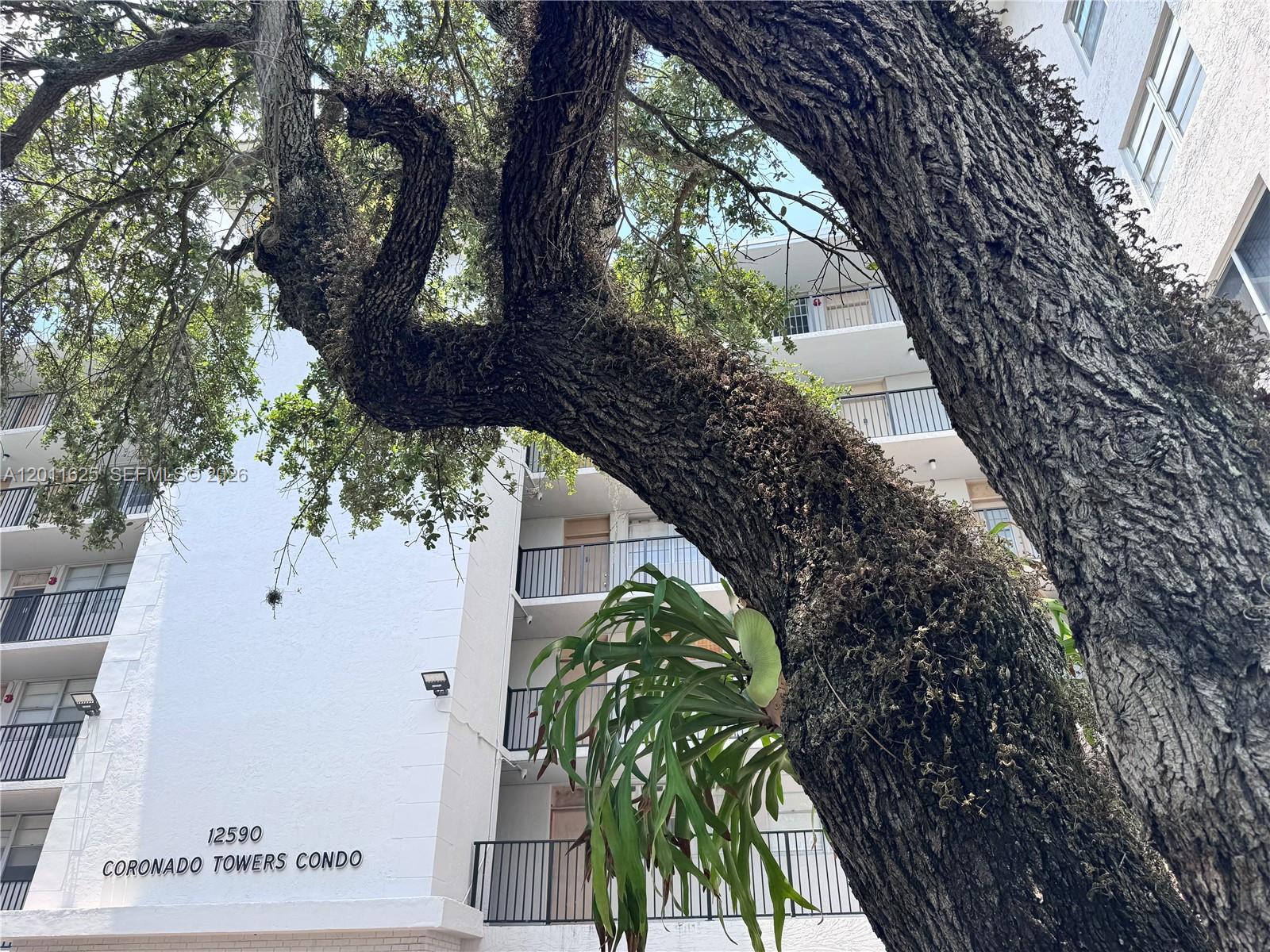 A large tree with a staghorn fern grows in front of a white apartment building — 12590 NE 16th Ave # 209, North Miami FL 33161, NORTH MIAMI, FL