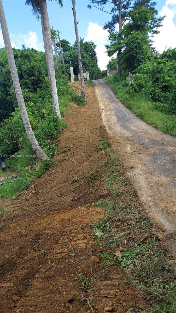 A narrow, unpaved road runs alongside a steep, cleared dirt embankment with tall palm trees — #22, Bo Vaga vaga, PR 00687, PR