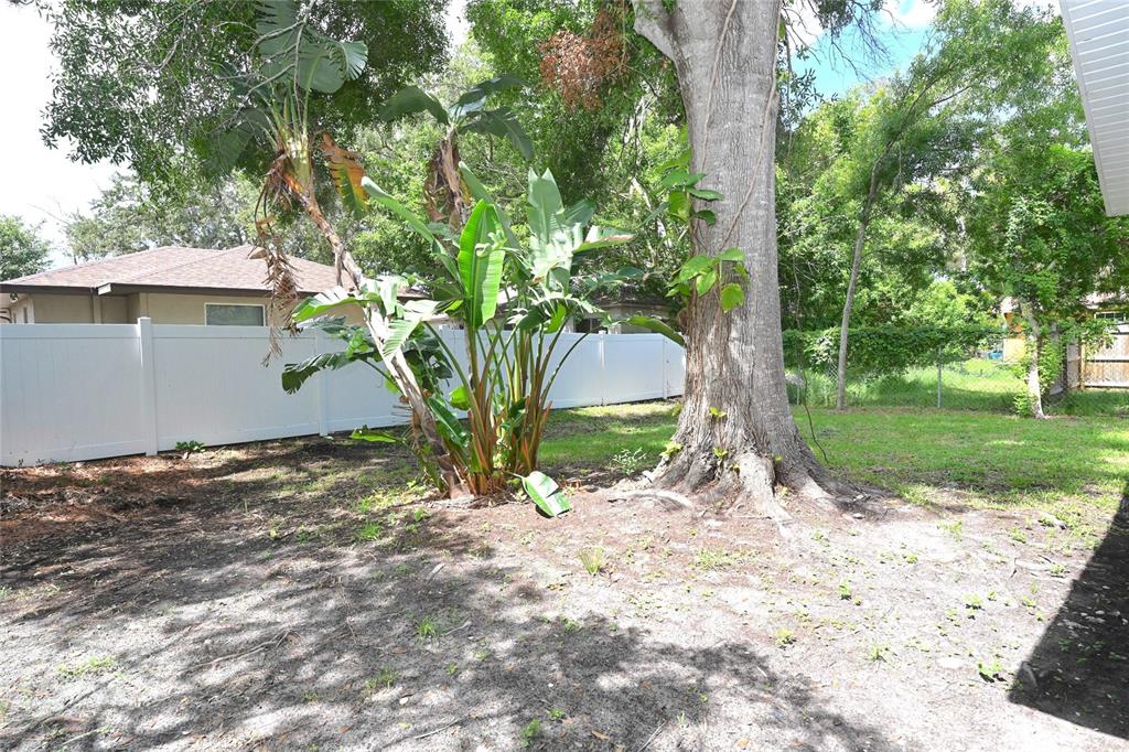 A backyard features a large tree, a cluster of banana plants, and a white fence — 1976 DEBBIE STREET, SARASOTA, FL