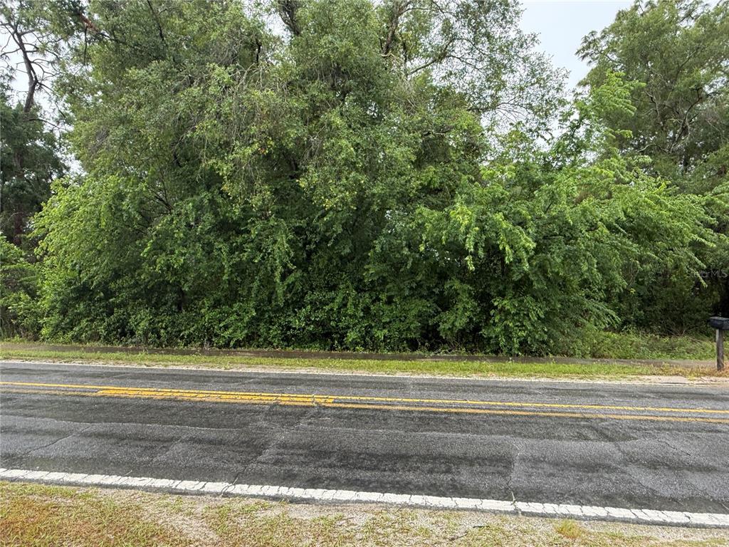 A dense thicket of trees and shrubs borders a paved road with yellow lines — 34184 RIDGE MANOR BLVD, DADE CITY, FL