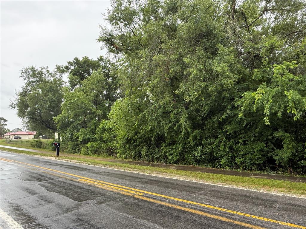 A paved road runs alongside a dense, wooded lot with a mailbox in the foreground — 34184 RIDGE MANOR BLVD, DADE CITY, FL