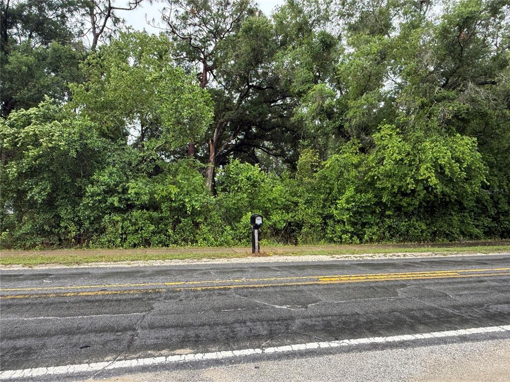 A mailbox stands in front of a densely wooded lot along a paved road — 34184 RIDGE MANOR BLVD, DADE CITY, FL