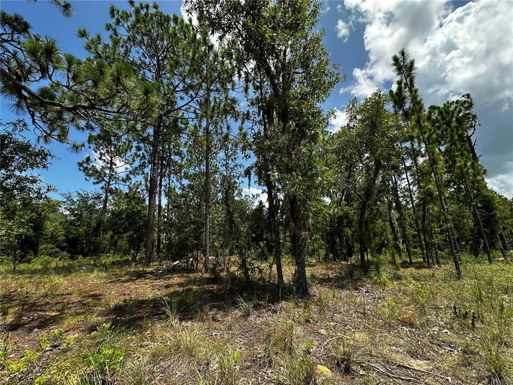 A wooded lot with tall pine and oak trees under a partly cloudy blue sky — 150 SE 144TH AVENUE, WILLISTON, FL