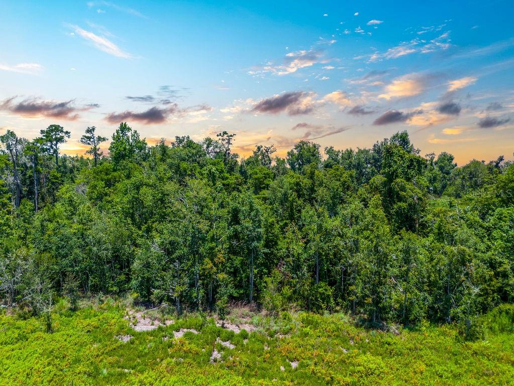 A dense forest of green trees stands behind a field of low-lying vegetation at sunset — 7679 NW 28TH STREET, JENNINGS, FL