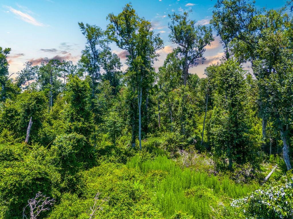 A dense forest with tall trees and lush green vegetation under a cloudy sky — 7679 NW 28TH STREET, JENNINGS, FL
