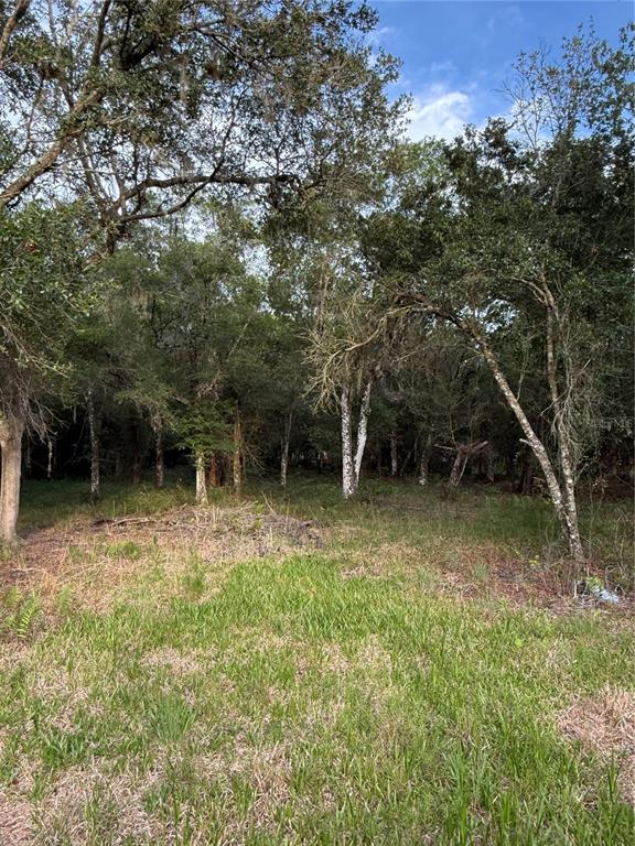 A grassy clearing leads to a dense forest of mature trees under a blue sky — SE BROWN ROAD, ARCADIA, FL