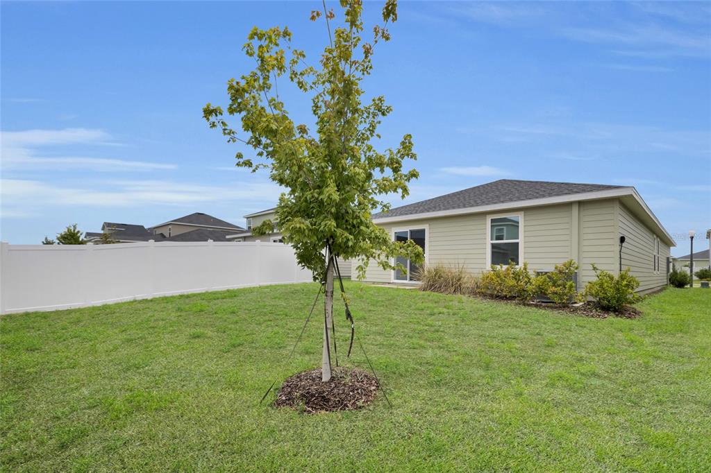 A backyard view of a light green house with a young tree and white fence — 4637 SW 84TH STREET ROAD, OCALA, FL