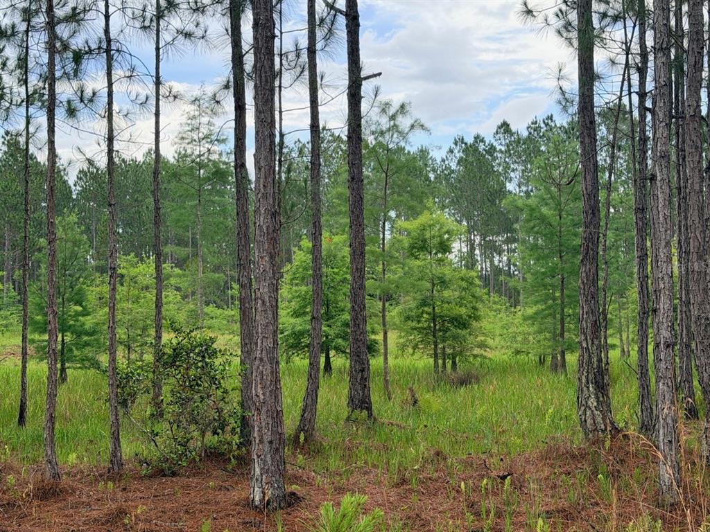 A wooded area with tall pine trees and a grassy, low-lying ground cover — 790 NW 42 TERRACE, CHIEFLAND, FL