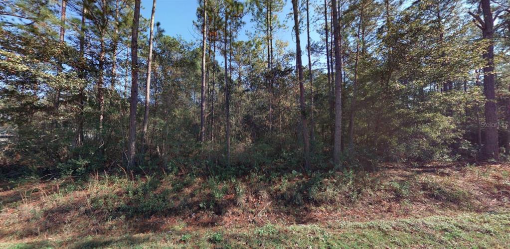 A wooded lot with tall pine trees and dense undergrowth under a clear blue sky — 9910 CROTTY AVENUE, HASTINGS, FL