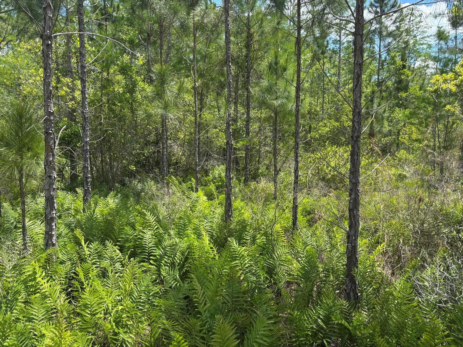A dense forest scene featuring tall pine trees and a thick undergrowth of green ferns — 0 Holopaw Groves Road, FL 34772, FL