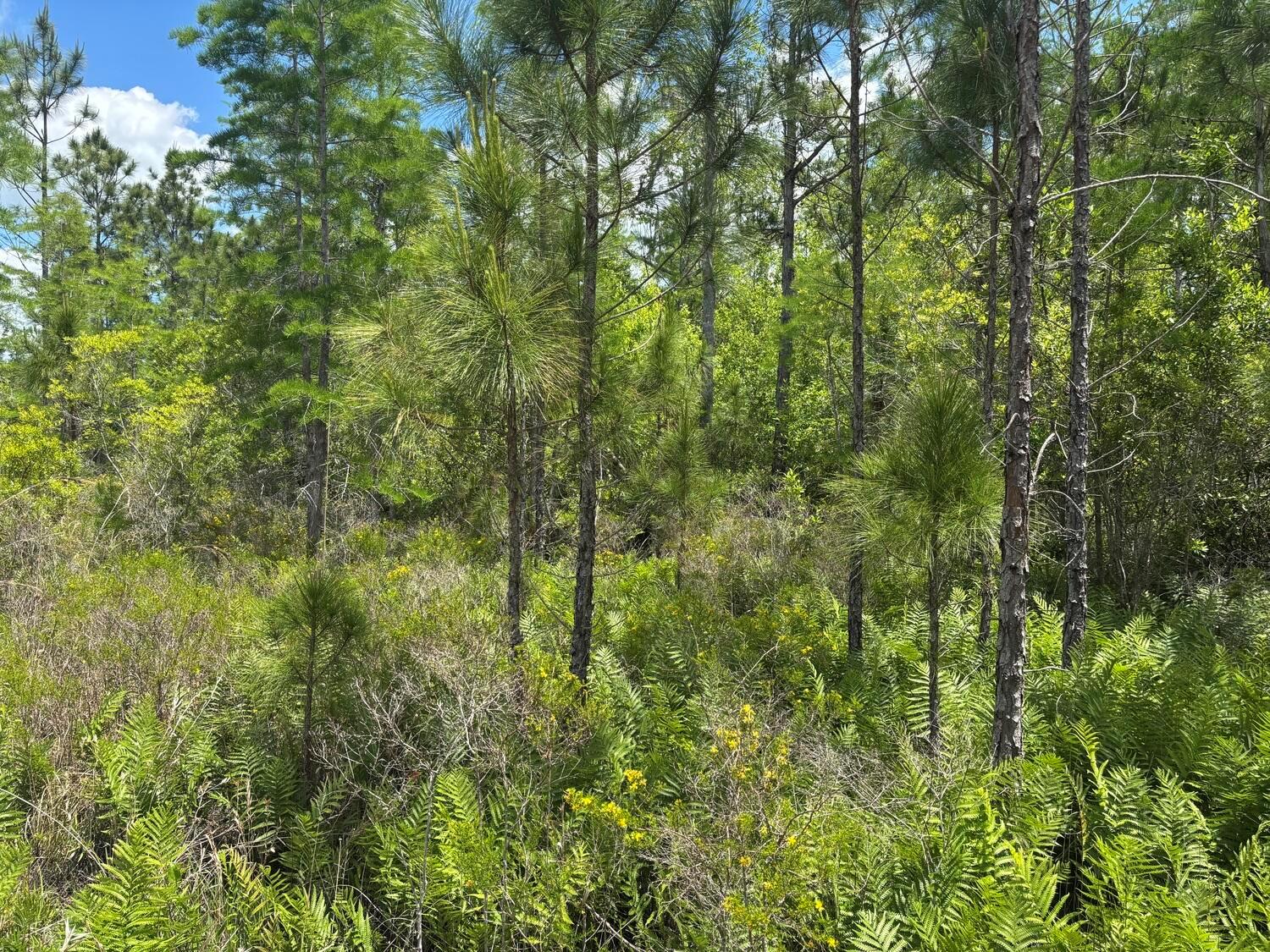 A dense forest scene featuring tall pine trees and a lush undergrowth of ferns — 0 Holopaw Groves Road, FL 34772, FL