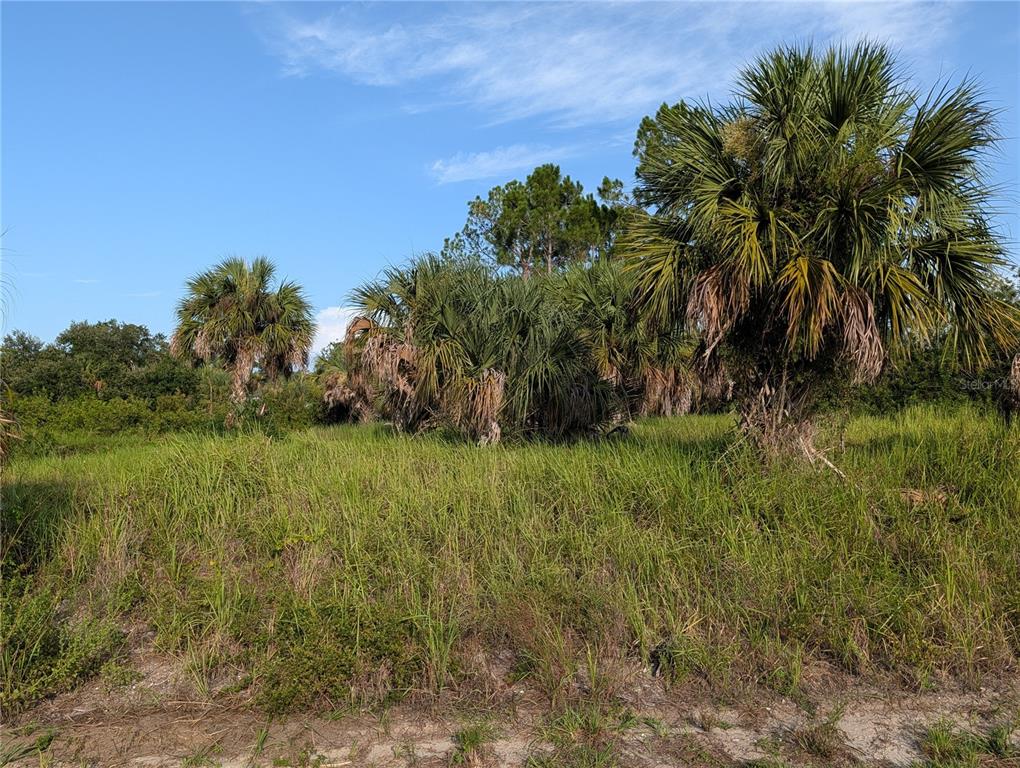 A vacant, grassy lot features several palm trees and scattered vegetation under a blue sky — DELWOOD DRIVE, NORTH PORT, FL