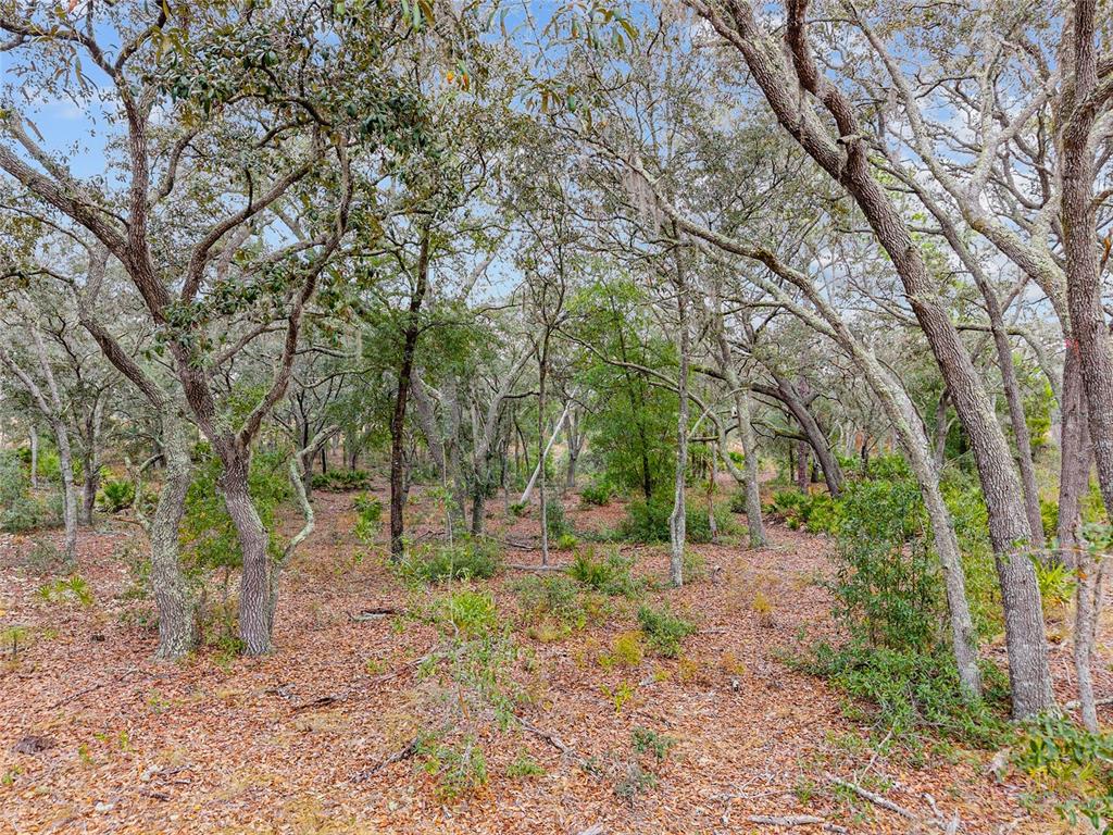 A wooded lot features numerous mature oak trees and a ground layer of fallen leaves — NE 131 PLACE, ARCHER, FL
