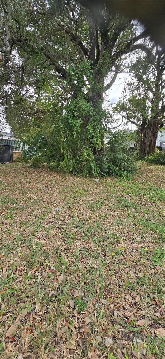 A large, mature tree with dense foliage stands in the center of a grassy lot — 2948 NW 46th Street, Miami FL 33142, MIAMI, FL