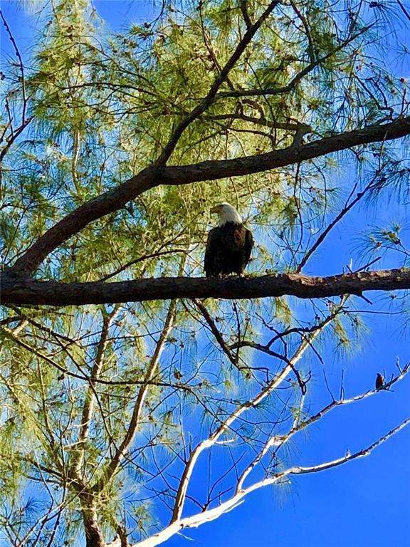 A bald eagle is perched on a tree branch against a bright blue sky — 8768 KING STREET, PLACIDA, FL