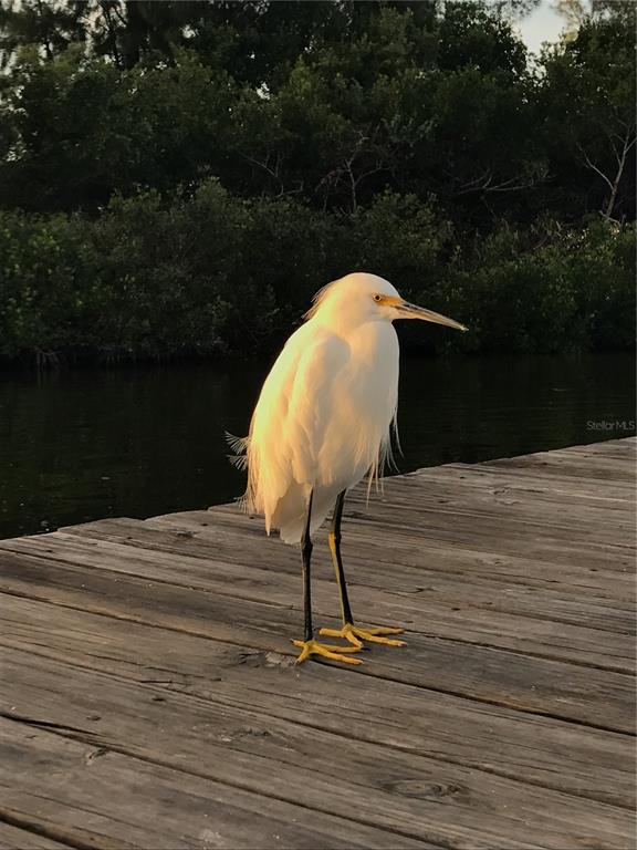 A snowy egret stands on a wooden dock overlooking a dark body of water — 8768 KING STREET, PLACIDA, FL