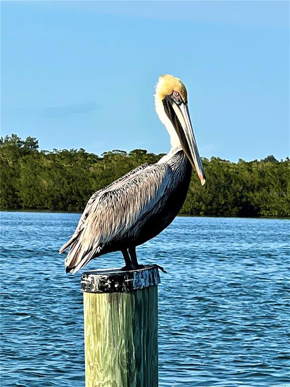 A brown pelican stands perched on a wooden piling in front of a coastal waterway — 8768 KING STREET, PLACIDA, FL