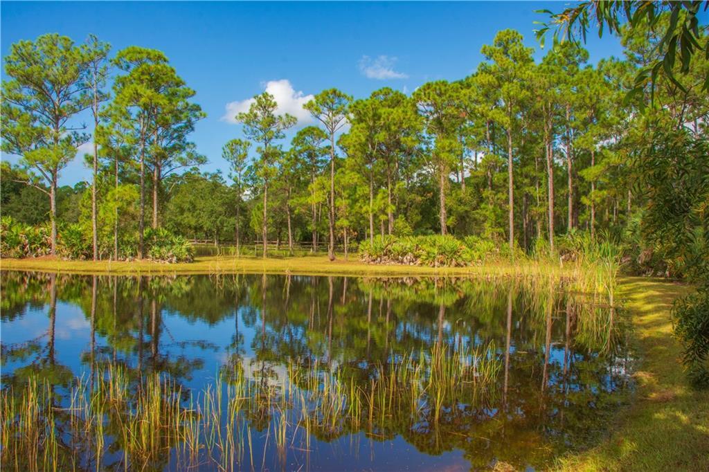 A calm pond reflects a line of tall pine trees under a clear blue sky — 13955 87th Street, Fellsmere FL 32948, FELLSMERE, FL
