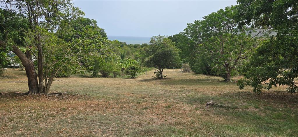 CAMINO NUEVO