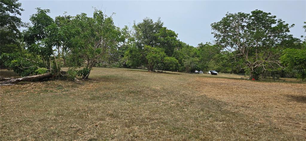 A grassy, open lot features several large, mature trees and two parked vehicles in distance — CAMINO NUEVO, YABUCOA, PR