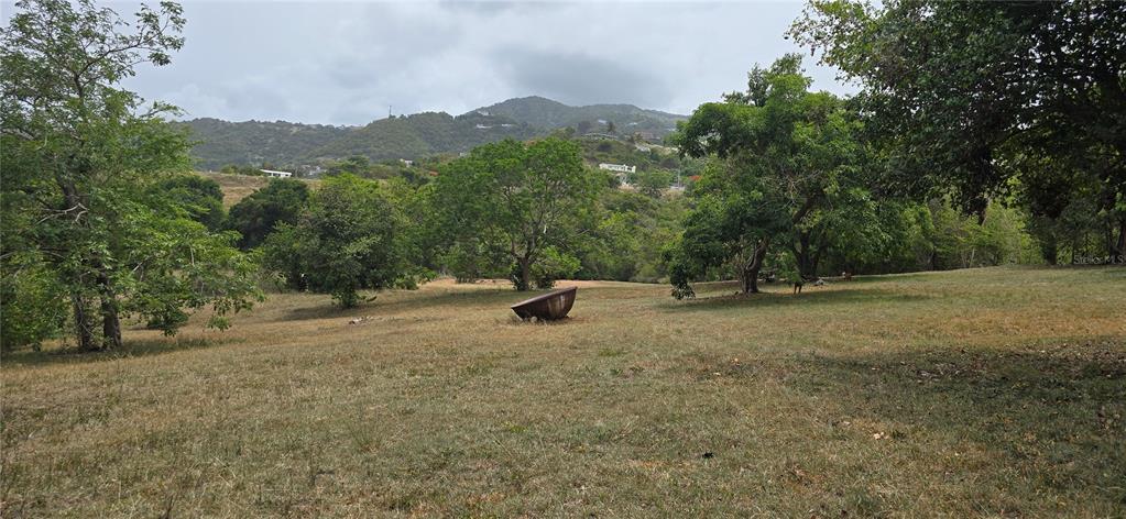 A grassy, open field features scattered trees and a large, dark, bowl-shaped object — CAMINO NUEVO, YABUCOA, PR
