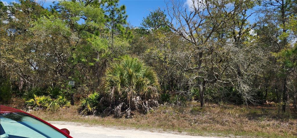 A wooded, undeveloped lot features a large saw palmetto bush and an exit sign — 18099 PARAKEET ROAD, BROOKSVILLE, FL