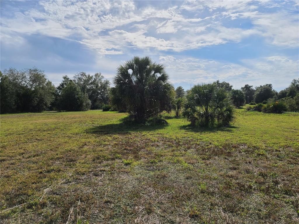 A grassy, open lot features two large palm trees under a cloudy blue sky — 0 N BREVARD AVENUE, ARCADIA, FL