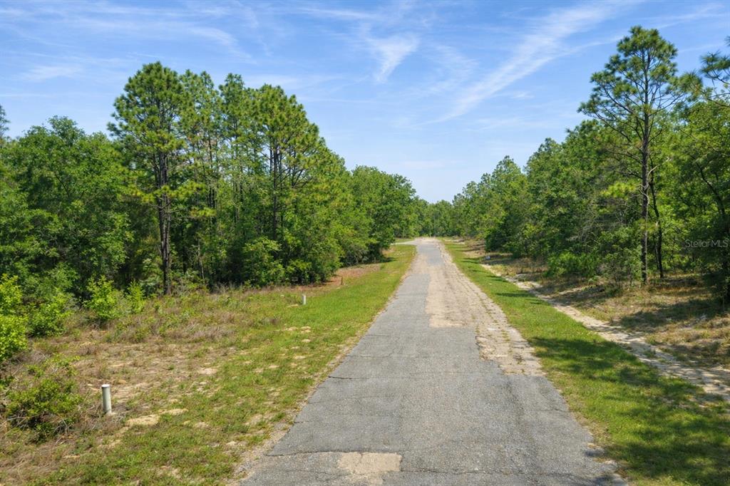A paved road stretches through a wooded area with patches of grass and pine trees — 11328 N CATHY TERRACE, DUNNELLON, FL