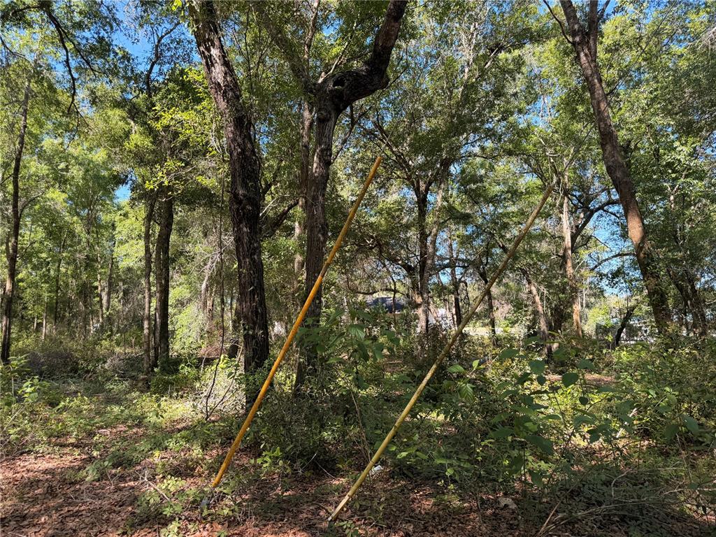 Two yellow survey markers stand in a wooded lot with dense trees and undergrowth — 10185 CREEKFIELD ROAD, BROOKSVILLE, FL