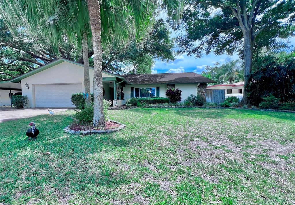 A palm tree stands in a landscaped bed near a road bordering a pond — 2219 ALICE LANE, CLEARWATER, FL