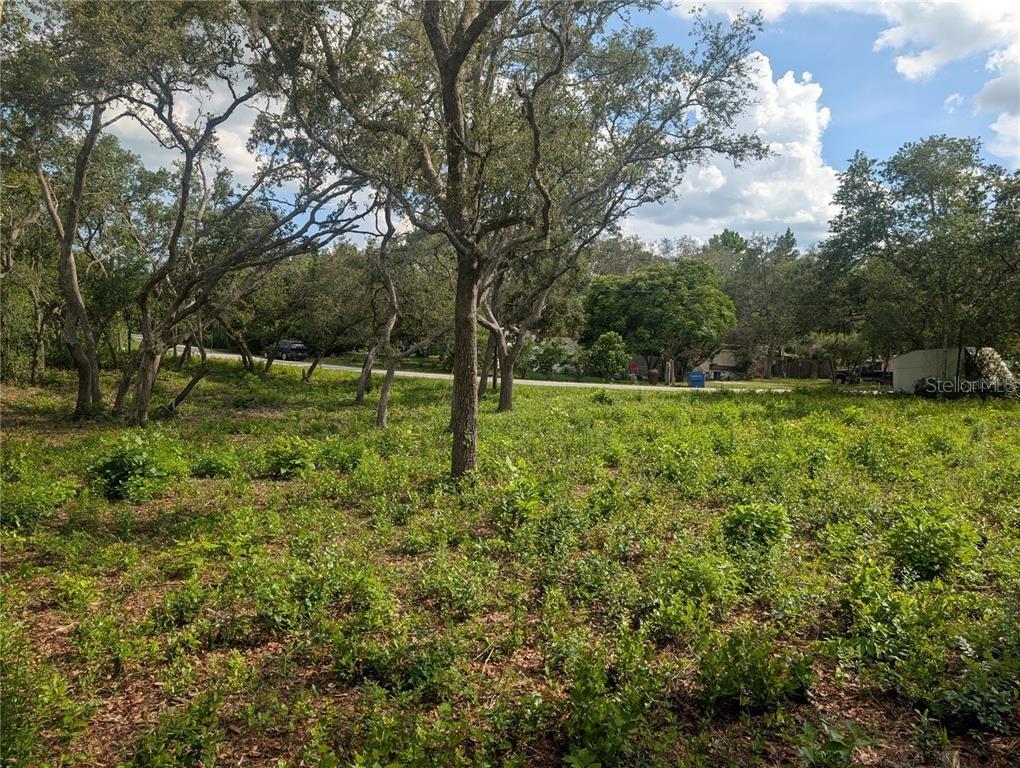 A wooded, undeveloped lot with scattered trees and low-lying vegetation under a blue sky — 0 MERLIN CIRCLE, DADE CITY, FL