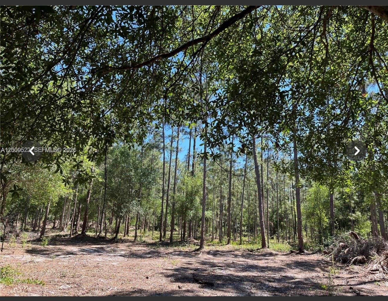A wooded lot with tall pine trees and a sandy, cleared ground area — 5120 18TH PIONEER, Clewiston FL 33440, CLEWISTON, FL