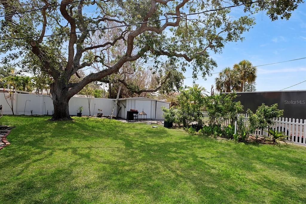 A large tree shades a grassy backyard with a white fence and a storage shed — 301 41ST AVENUE, ST PETE BEACH, FL