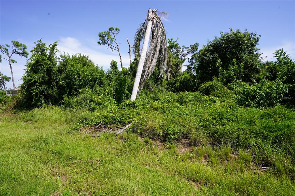 A vacant, overgrown lot features a single leaning palm tree surrounded by dense green vegetation — 507 MERIDAN AVENUE NW, PORT CHARLOTTE, FL
