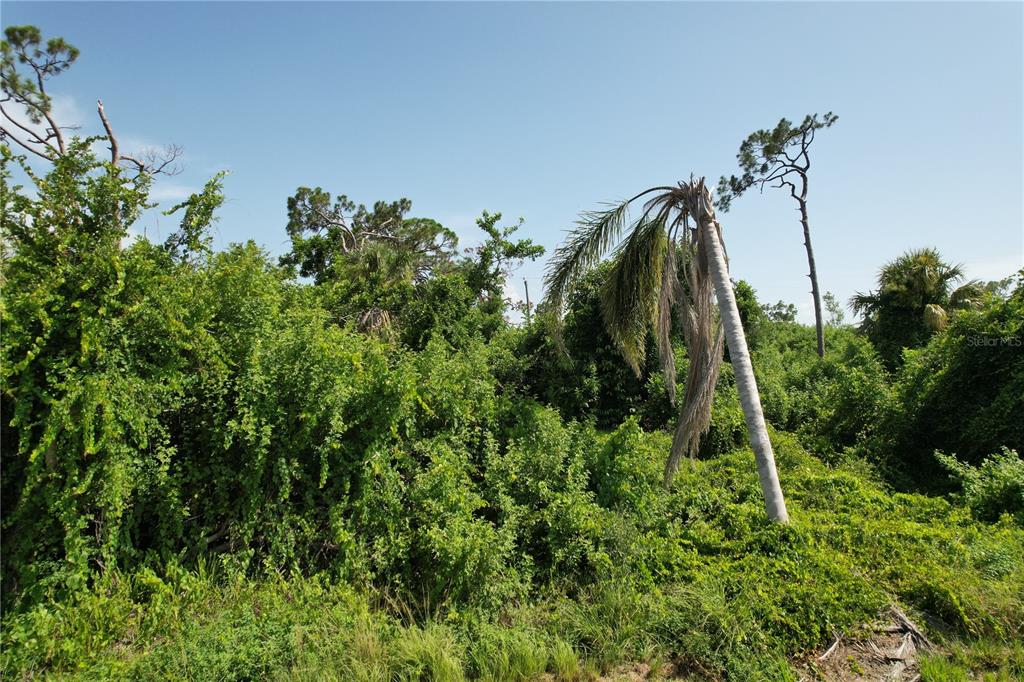 A dense, overgrown lot features a single leaning palm tree surrounded by thick green vegetation — 507 MERIDAN AVENUE NW, PORT CHARLOTTE, FL