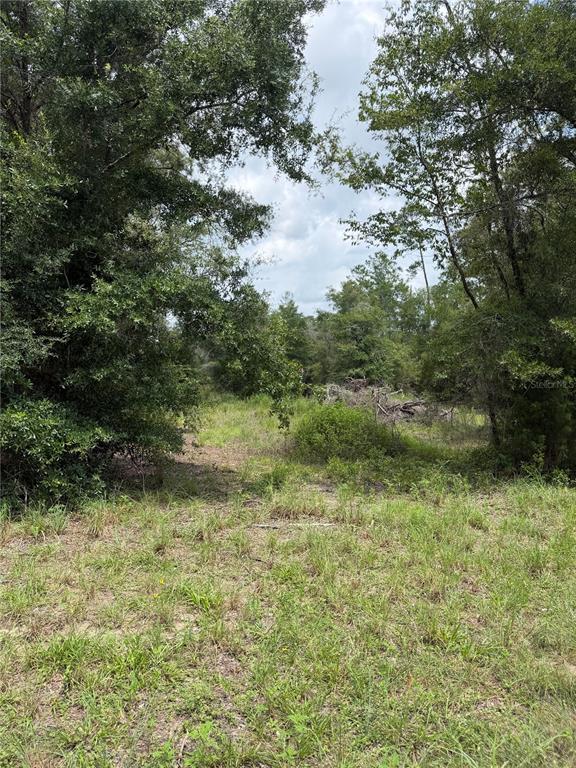 A grassy, partially cleared lot is surrounded by dense trees and foliage under a cloudy sky — 4951 NE 142ND COURT, WILLISTON, FL