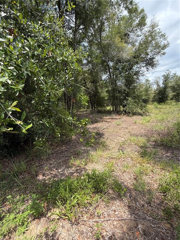 A wooded lot features a clearing with patches of grass and scattered dry leaves — 4951 NE 142ND COURT, WILLISTON, FL