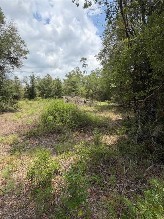 A view of a wooded, undeveloped lot with scattered brush and tall trees — 4951 NE 142ND COURT, WILLISTON, FL