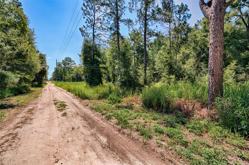 A dirt road runs alongside a wooded lot with tall grass and pine trees — TBD NE 82ND PLACE, BRONSON, FL