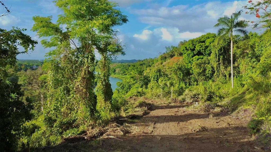 A dirt path leads toward a lush green hillside overlooking a river under a blue sky — BARRIO CACAO, CAROLINA, PR