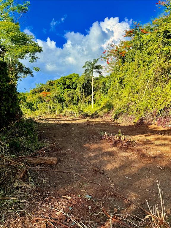 A cleared dirt path leads through a lush, tropical landscape with trees and a palm tree — BARRIO CACAO, CAROLINA, PR