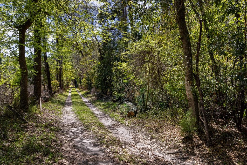 A dirt path winds through a dense, sunlit forest with tall trees and thick undergrowth — NW 253RD STREET, HIGH SPRINGS, FL