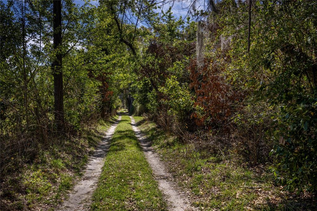 A dirt path with two tire tracks leads through a dense, sunlit wooded area — NW 253RD STREET, HIGH SPRINGS, FL