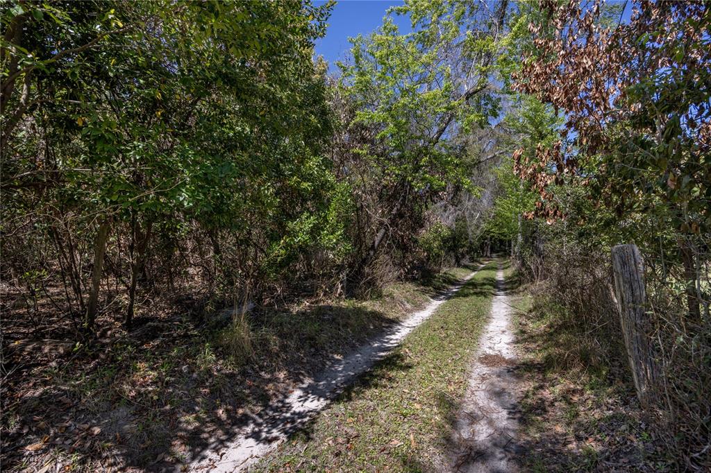 A dirt path winds through a dense, wooded area with tall trees and thick vegetation — NW 253RD STREET, HIGH SPRINGS, FL