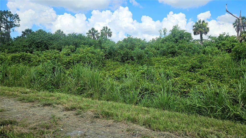 A view of a densely wooded, undeveloped lot featuring tall grasses and various palm trees — CUSTER LOT #25 CIRCLE, NORTH PORT, FL