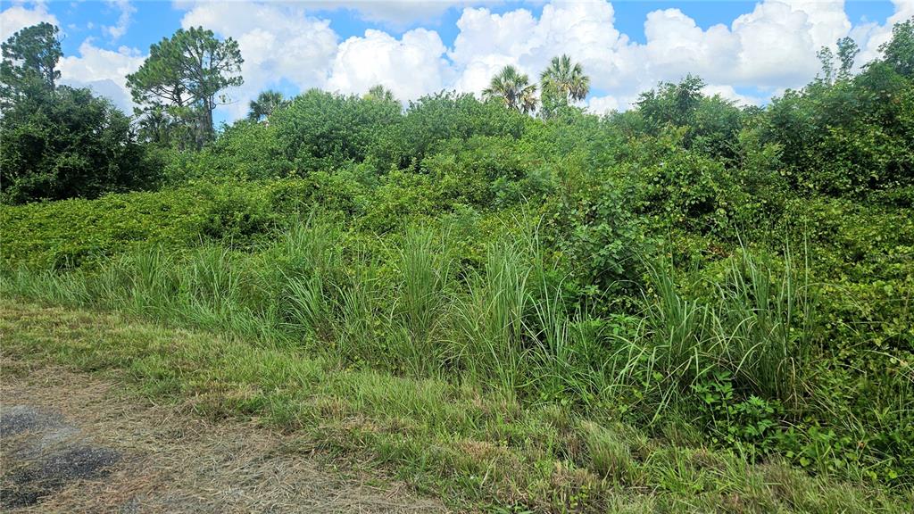 A dense, overgrown lot with tall grasses, shrubs, and trees under a cloudy sky — CUSTER LOT #25 CIRCLE, NORTH PORT, FL